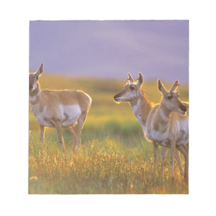 Gabelbock-Antilope in Montana Notizblock