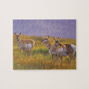 Gabelbock-Antilope in Montana Puzzle