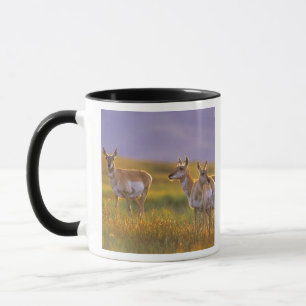 Gabelbock-Antilope in Montana Tasse