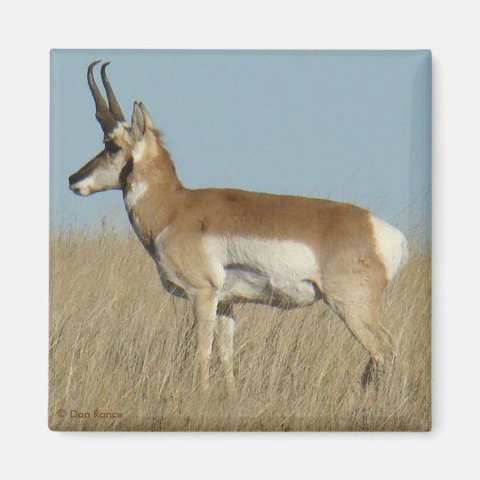 Gabelbock Antilope Magnet (Vorne)