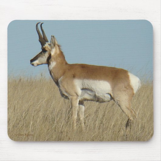 Gabelbock Antilope Mousepad (Vorne)