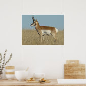 Gabelbock Antilope Poster (Küche)