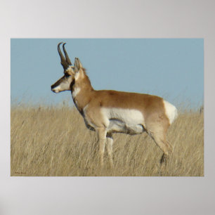 Gabelbock Antilope Poster