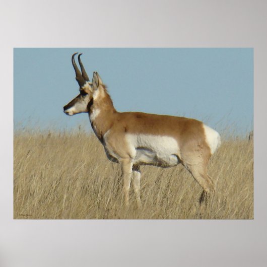 Gabelbock Antilope Poster (Vorne)