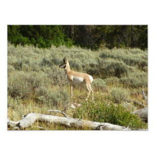 Gabelbock im Grand-Teton-Nationalpark Fotodruck
