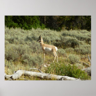 Gabelbock im Grand-Teton-Nationalpark Poster