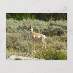 Gabelbock im Grand-Teton-Nationalpark Postkarte