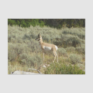 Gabelbock im Grand-Teton-Nationalpark Seidenpapier
