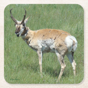 Gabelbock kaut rechteckiger pappuntersetzer