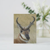 Gabelbock Kopfschuss A21 Postkarte (Stehend Vorderseite)