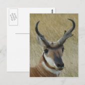 Gabelbock Kopfschuss A21 Postkarte (Vorne/Hinten)