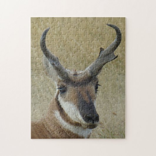Gabelbock Kopfschuss A5 Puzzle (Vertikal)