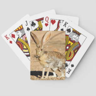 Gabelbock-Präriehasen-Porträt, Arizona Spielkarten