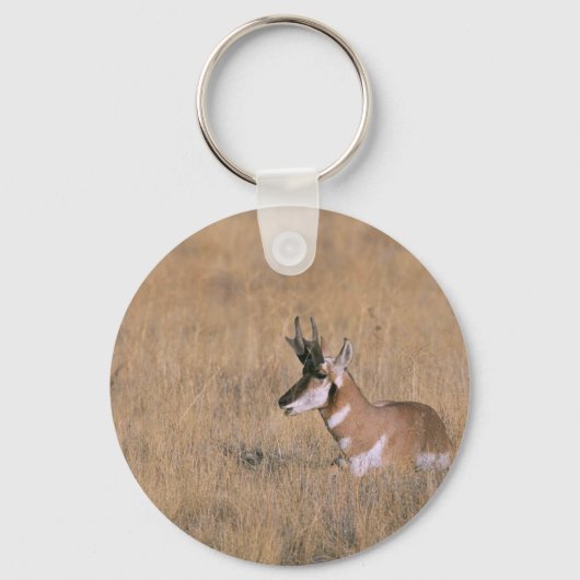 Gabelbock Schlüsselanhänger (Vorderseite)
