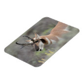 Gabelbockbock | Grand Tetons Magnet (Linke Seite)
