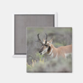 Gabelbockbock | Grand Tetons Magnet (Vorderseite/Rückseite)