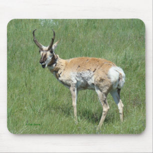 Gabelbockbock Mousepad