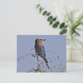 Gabelroller Bird Botswana Postkarte (Stehend Vorderseite)