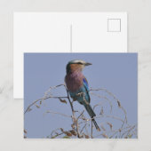 Gabelroller Bird Botswana Postkarte (Vorne/Hinten)