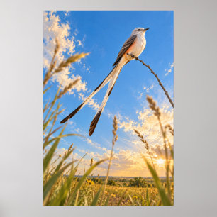 Gabelschwanz-Fliegenschnäpper über Rio Grande Vall Poster
