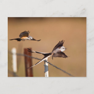 Gabelschwanz-Königstyrann (Tyrannus Forficatus) Postkarte