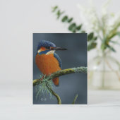 Gaben von Kingfisher Postkarte (Stehend Vorderseite)