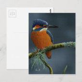 Gaben von Kingfisher Postkarte (Vorne/Hinten)