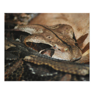 Gaboon Viper Closeup Fotodruck