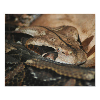 Gaboon Viper Closeup Fotodruck