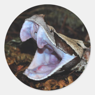 Gaboon Viper Runder Aufkleber