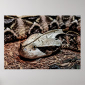 Gaboon Viper Snake Foto Poster (Vorne)