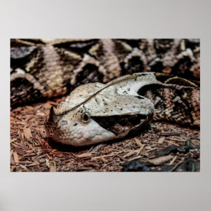 Gaboon Viper Snake Foto Poster