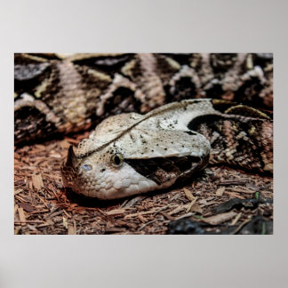 Gaboon Viper Snake Foto Poster