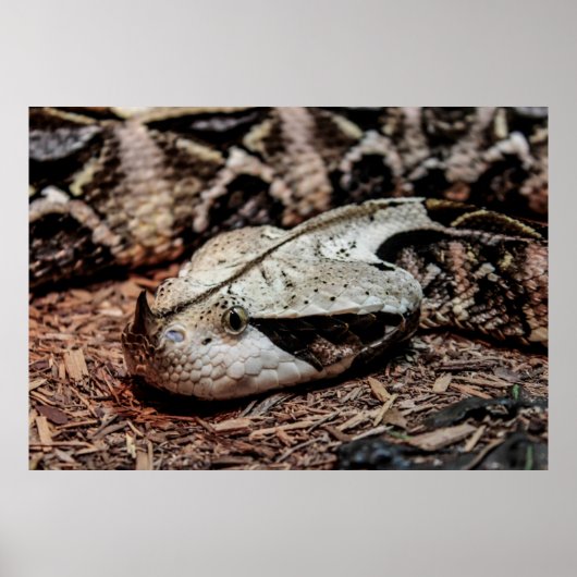 Gaboon Viper Snake Foto Poster (Vorne)