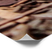 Gaboon Viper Snake Foto Poster (Ecke)