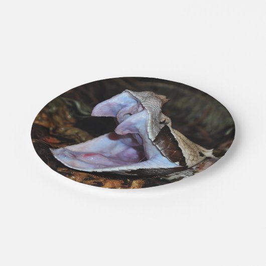 Gabun-Viper Pappteller (Schrägansicht)