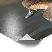 Gadwall Dabbling Duck Fotografie Print (Ecke)