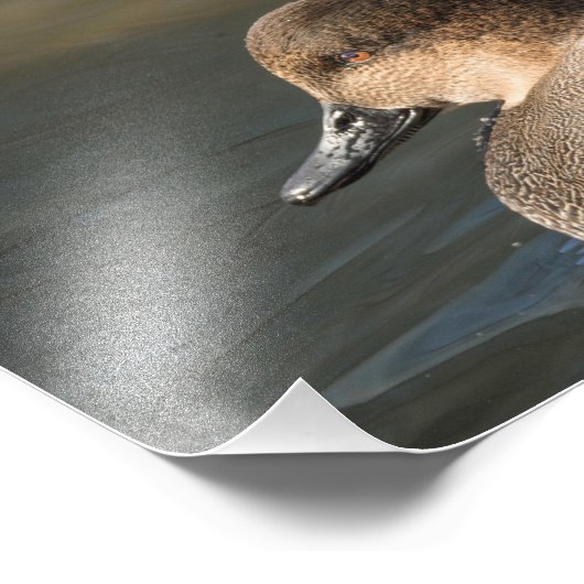 Gadwall Dabbling Duck Fotografie Print (Ecke)