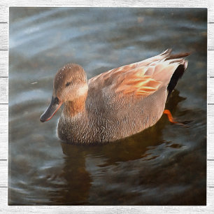 Gadwall Duck Drake am See Fliese