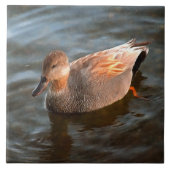 Gadwall Duck Drake am See Fliese (Vorderseite)