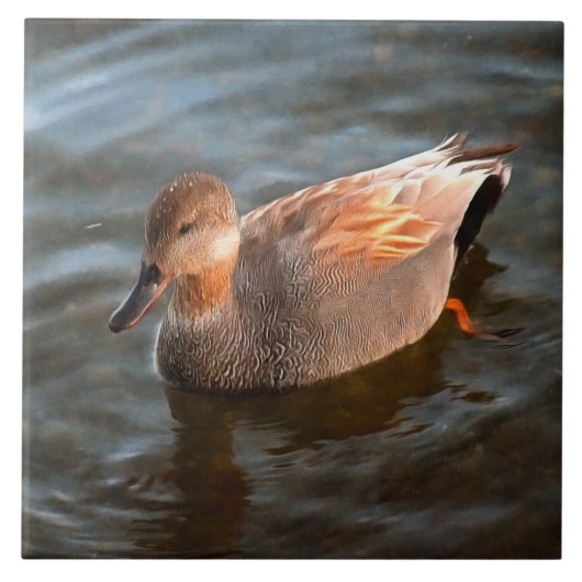 Gadwall Duck Drake am See Fliese (Vorderseite)
