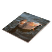 Gadwall Duck Drake am See Fliese (Seite)
