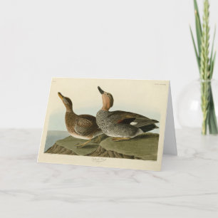 Gadwall Duck - John Audubons Vögel in Amerika Karte