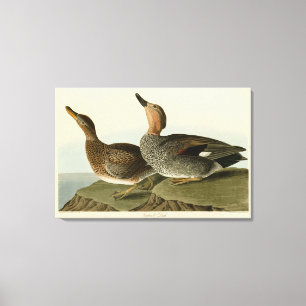 Gadwall Duck - John Audubons Vögel in Amerika Leinwanddruck