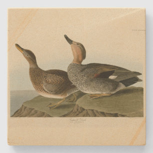 Gadwall Duck - John Audubons Vögel in Amerika Steinuntersetzer