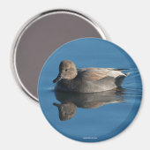 Gadwall Magnet (Vorderseite/Rückseite)