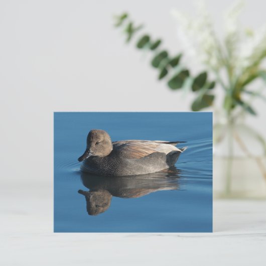 Gadwall Postcard Postkarte (Stehend Vorderseite)