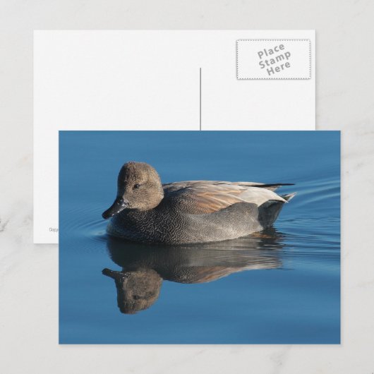Gadwall Postcard Postkarte (Vorne/Hinten)