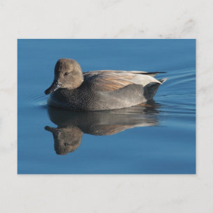 Gadwall Postcard Postkarte
