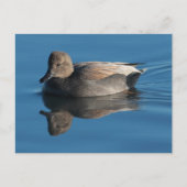 Gadwall Postcard Postkarte (Vorderseite)